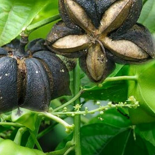 Agricultural Products